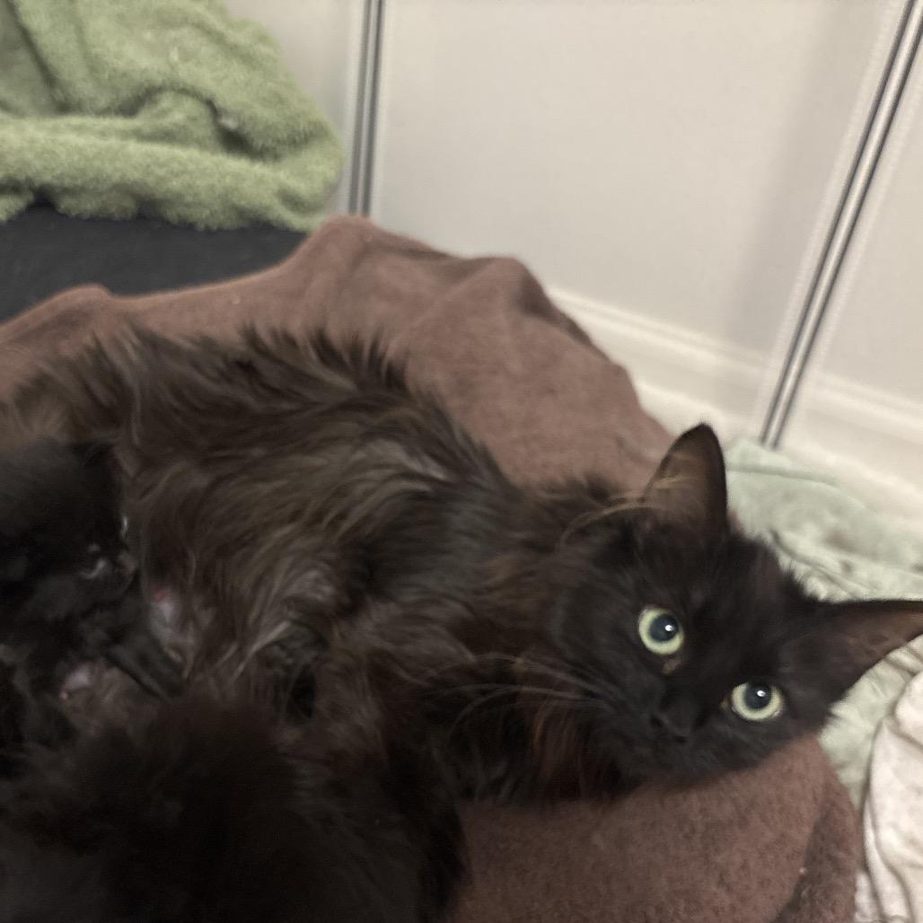Ferrero Rocher, a Adoptable Domestic Long Hair in Spokane, WA image 3/4