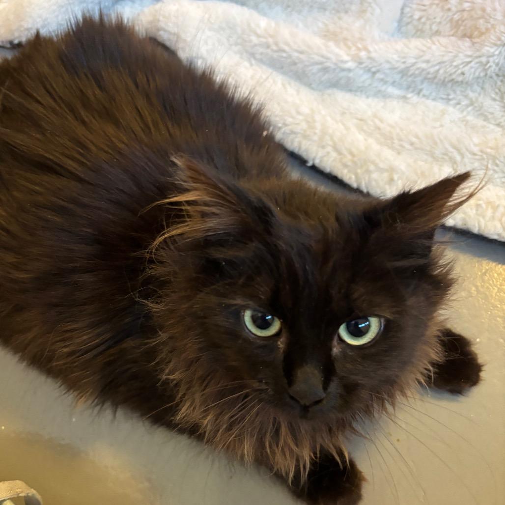 Ferrero Rocher, a Adoptable Domestic Long Hair in Spokane, WA image 4/4