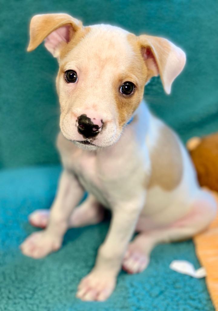 Ruble, a Adoptable mixed breed in Urbandale, IA image 1/3