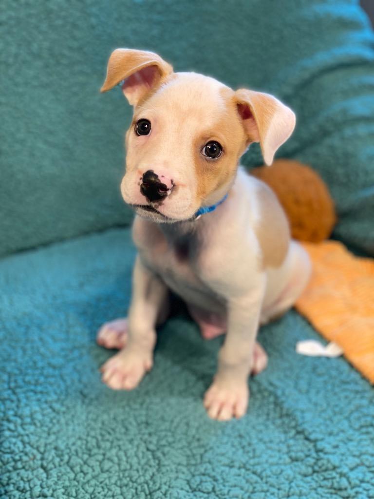 Ruble, a Adoptable mixed breed in Urbandale, IA image 2/3