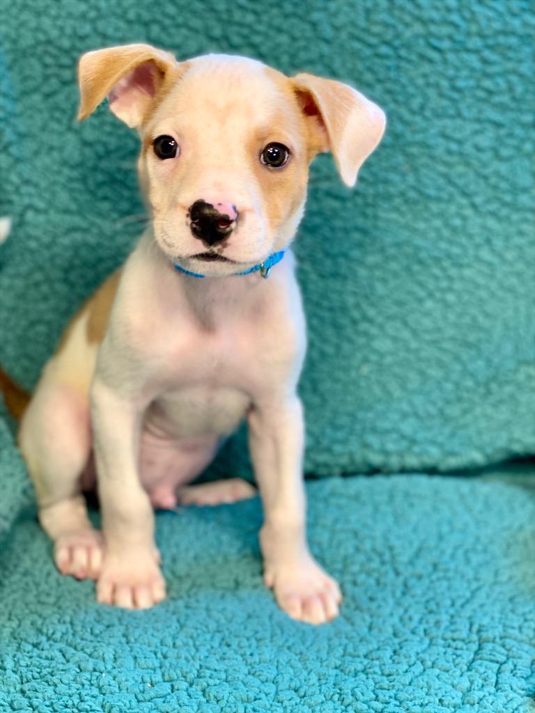 Ruble, a Adoptable mixed breed in Urbandale, IA image 3/3