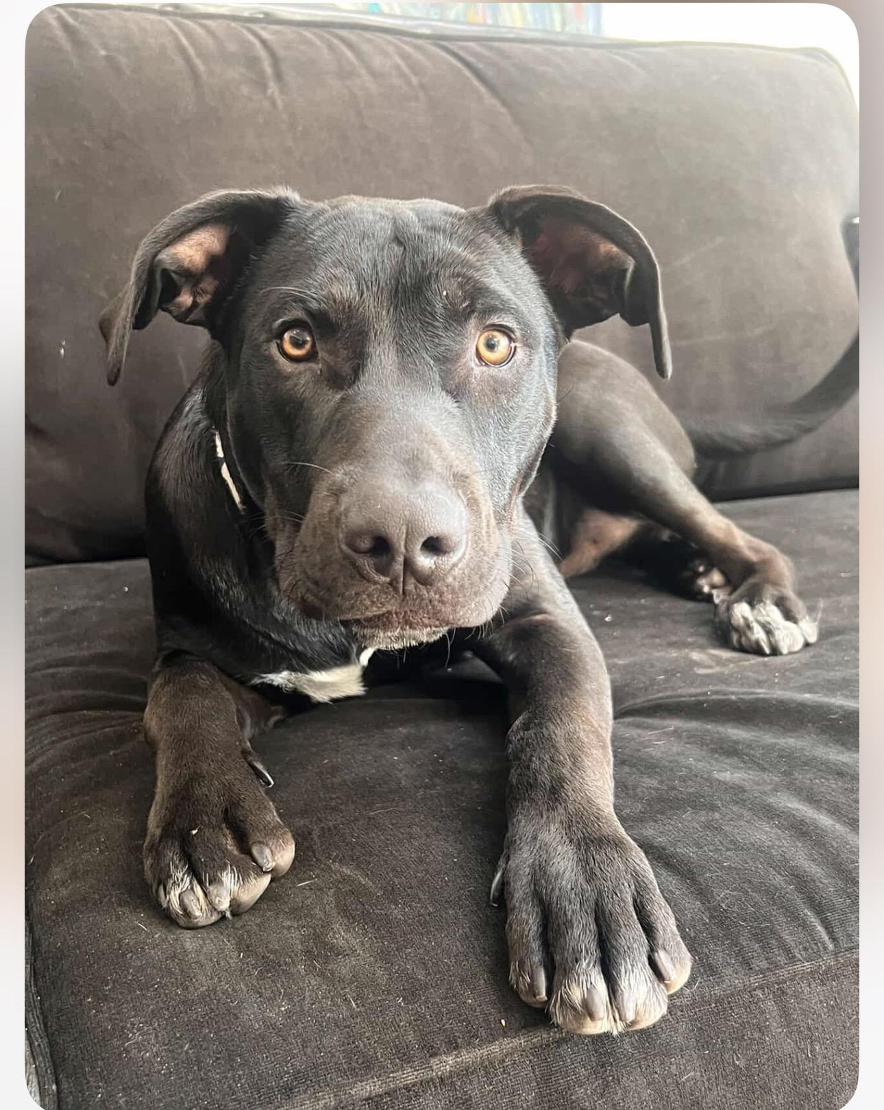 Enlarge Maximo/ Max, a Adopted mixed breed in Claremont, CA image 2/6