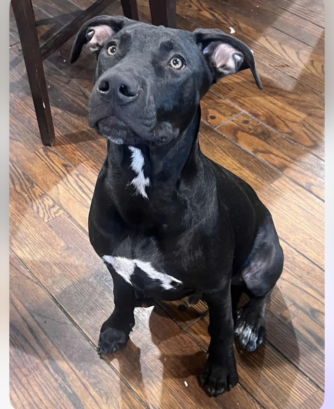 Enlarge Maximo/ Max, a Adopted mixed breed in Claremont, CA image 3/6
