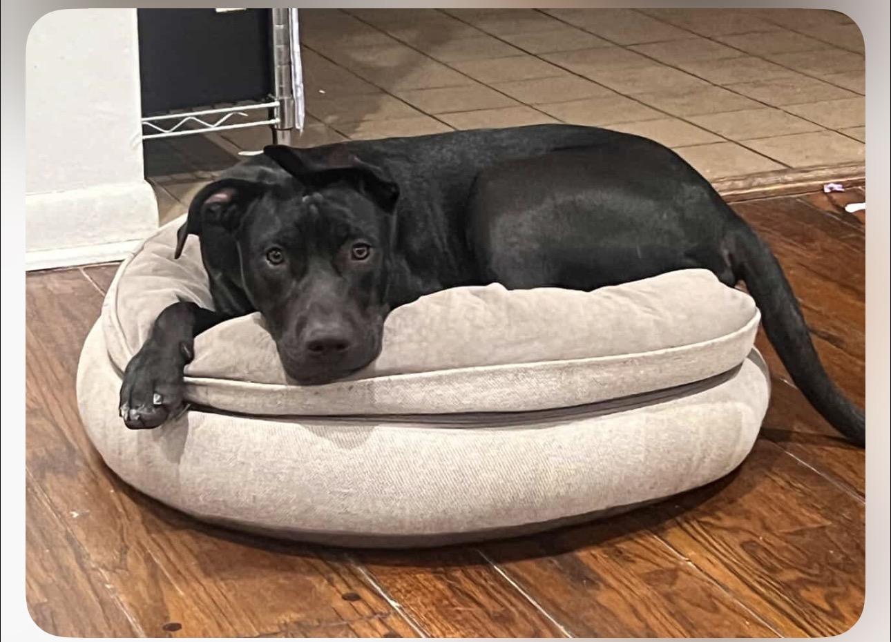Enlarge Maximo/ Max, a Adopted mixed breed in Claremont, CA image 5/6