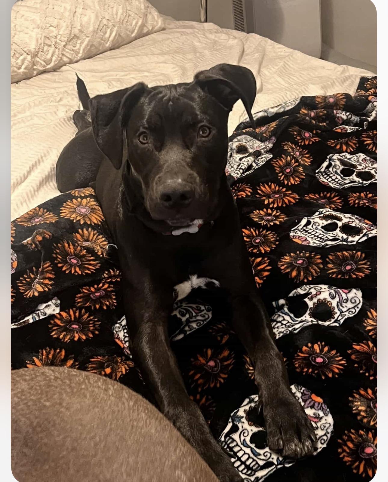 Enlarge Maximo/ Max, a Adopted mixed breed in Claremont, CA image 4/6