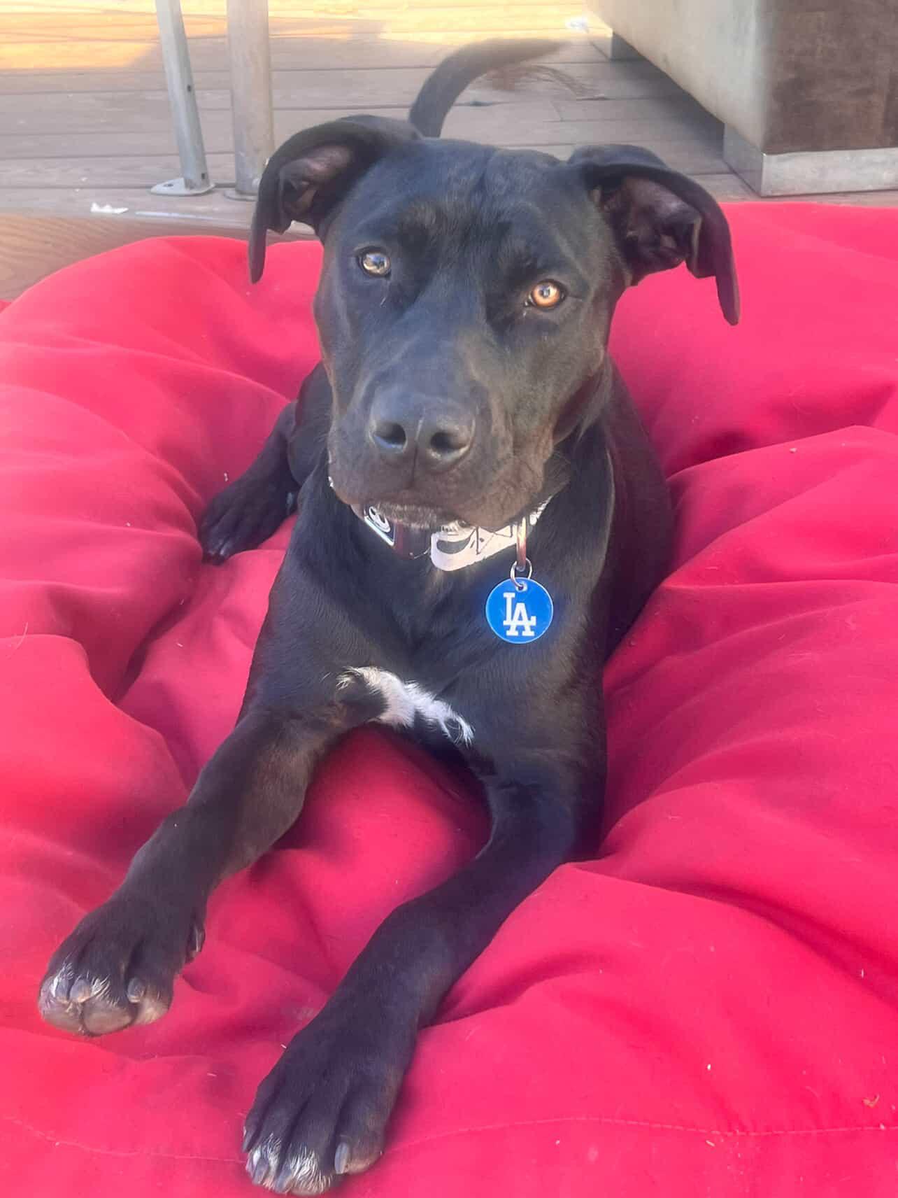 Enlarge Maximo/ Max, a Adopted mixed breed in Claremont, CA image 1/6