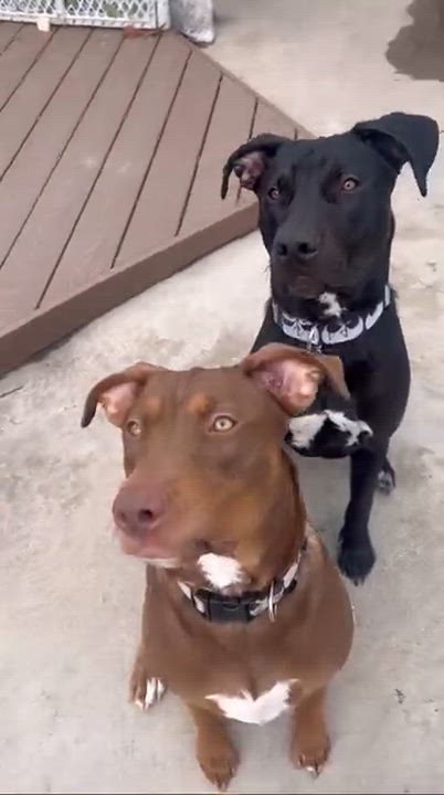 Enlarge Maximo/ Max, a Adopted mixed breed in Claremont, CA video 6/6