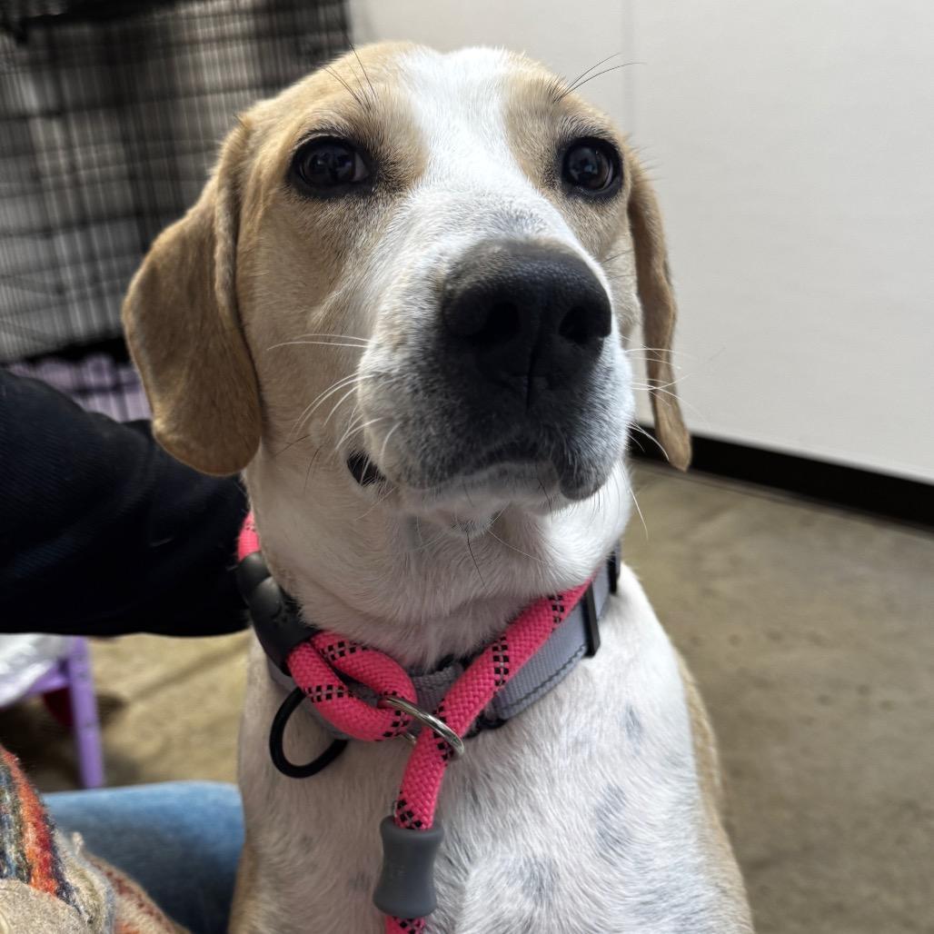 Enlarge Calibri, a Adoptable Mixed Breed in Washington Township, OH image 1/6