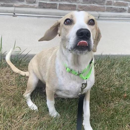 Enlarge Calibri, a Adoptable Mixed Breed in Washington Township, OH image 2/6