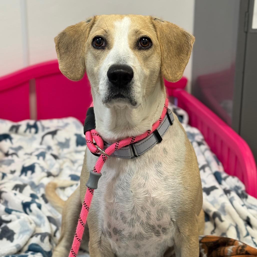 Enlarge Calibri, a Adoptable Mixed Breed in Washington Township, OH image 3/6