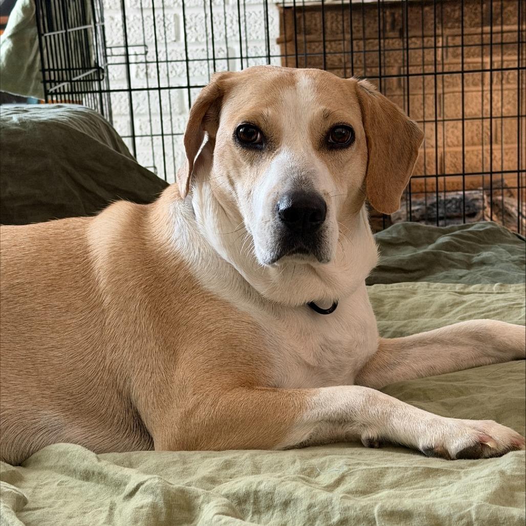 Enlarge Calibri, a Adoptable Mixed Breed in Washington Township, OH image 4/6