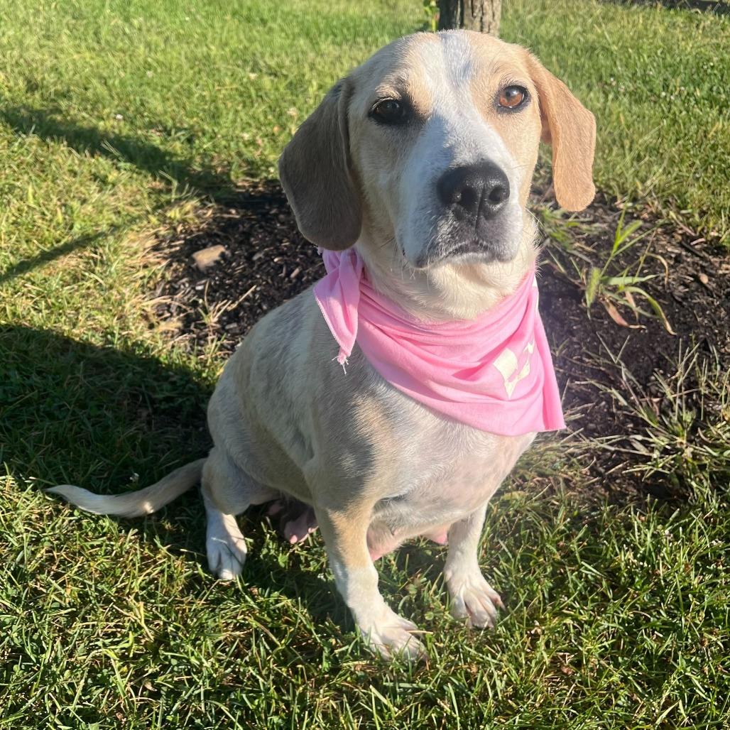 Enlarge Calibri, a Adoptable Mixed Breed in Washington Township, OH image 5/6