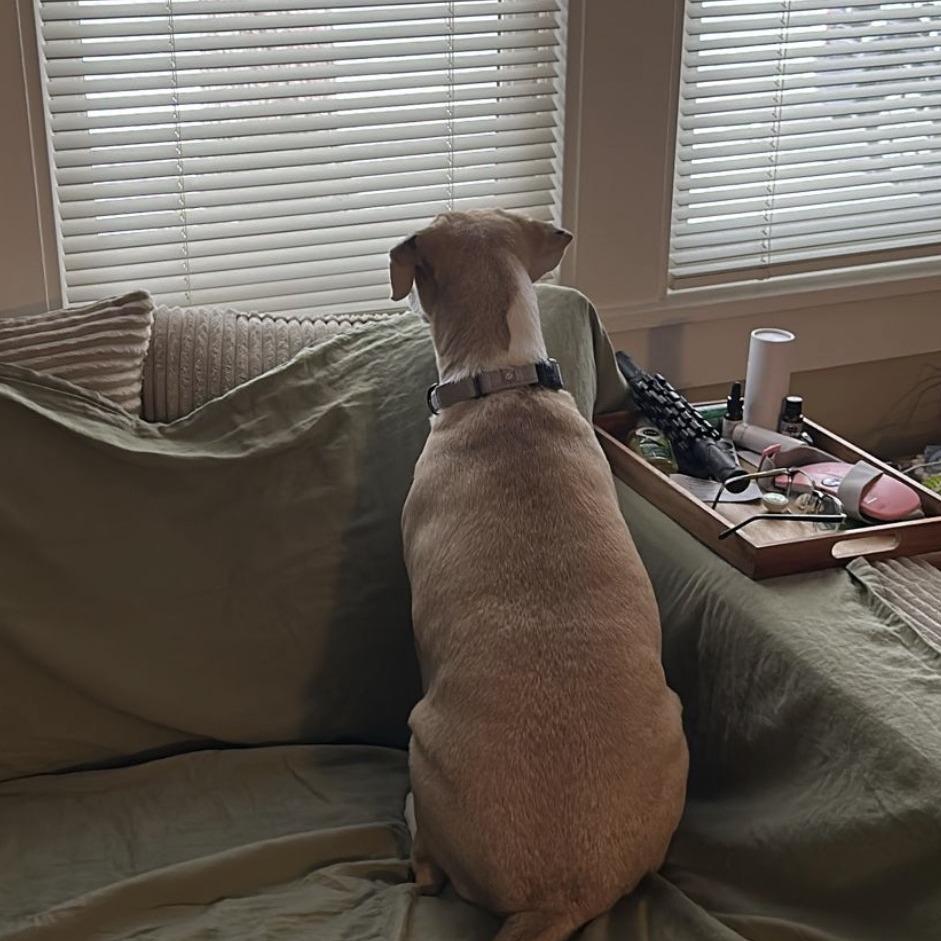 Enlarge Calibri, a Adoptable Mixed Breed in Washington Township, OH image 6/6