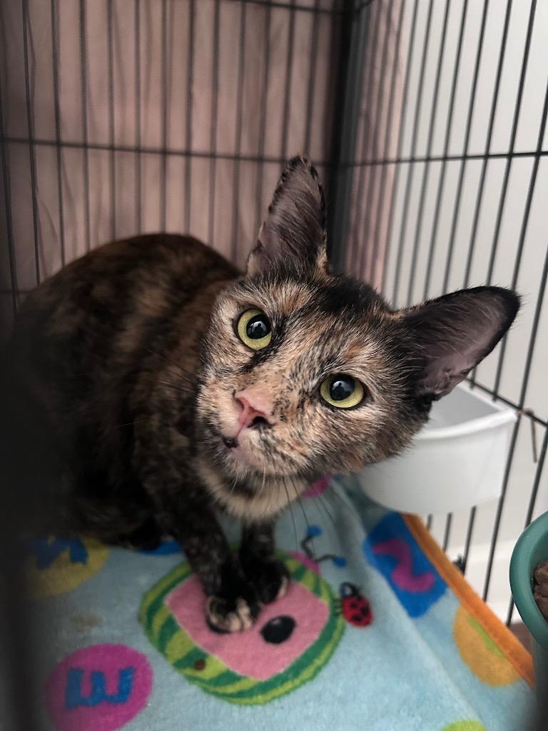 Enlarge Flora, a Adoptable mixed breed in Cumming, GA image 1/1