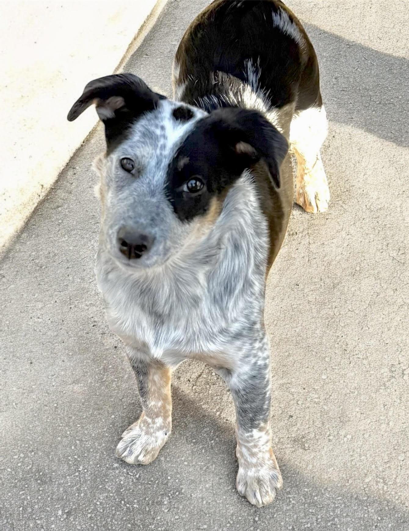 Enlarge Sammie - adopted!, an adopted mixed breed in Minneapolis, MN image 1/1