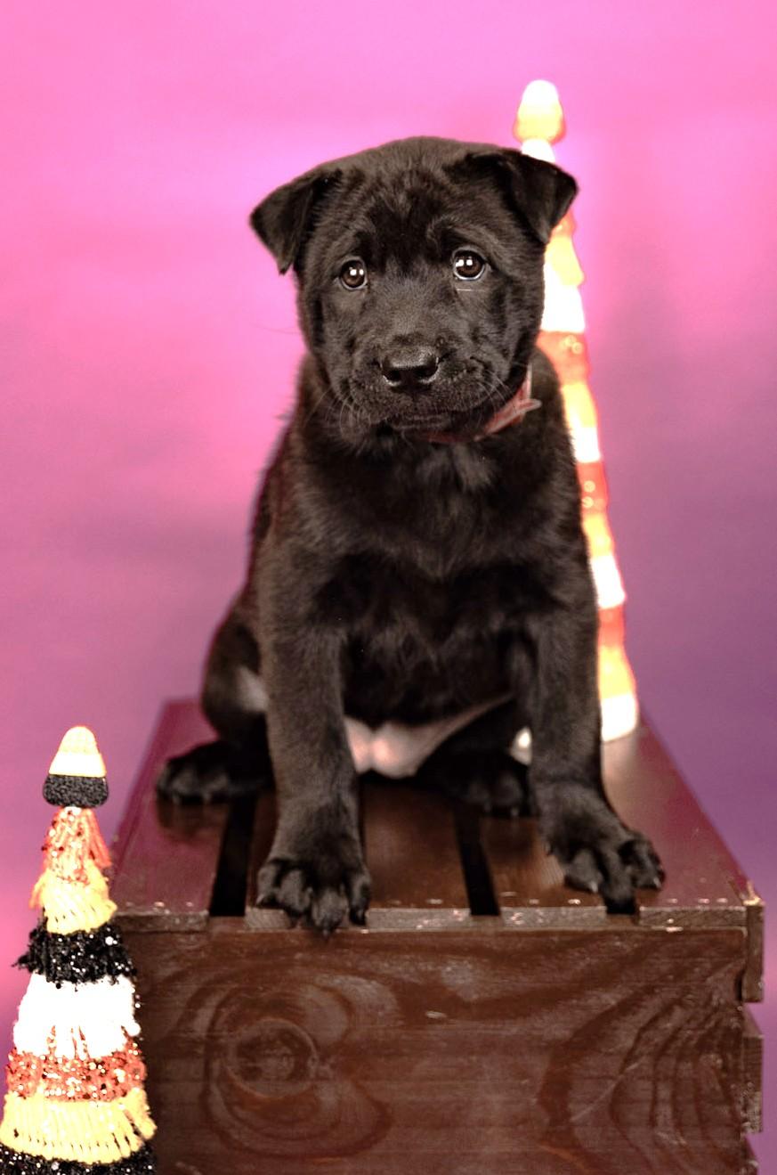 Enlarge 836-26, a Adoptable mixed breed in Brighton, CO image 1/1