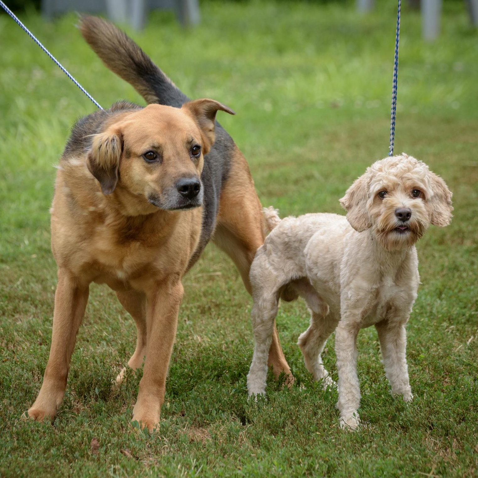 Perry & Jefferson (bonded pair), Adult Male unknown