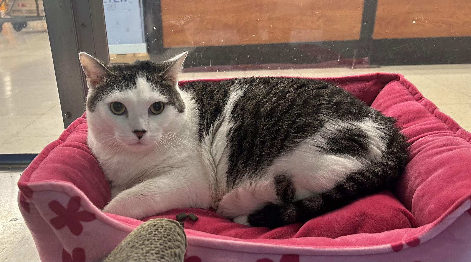 Enlarge Violet, a Adoptable Domestic Short Hair in Salem, MA image 1/3