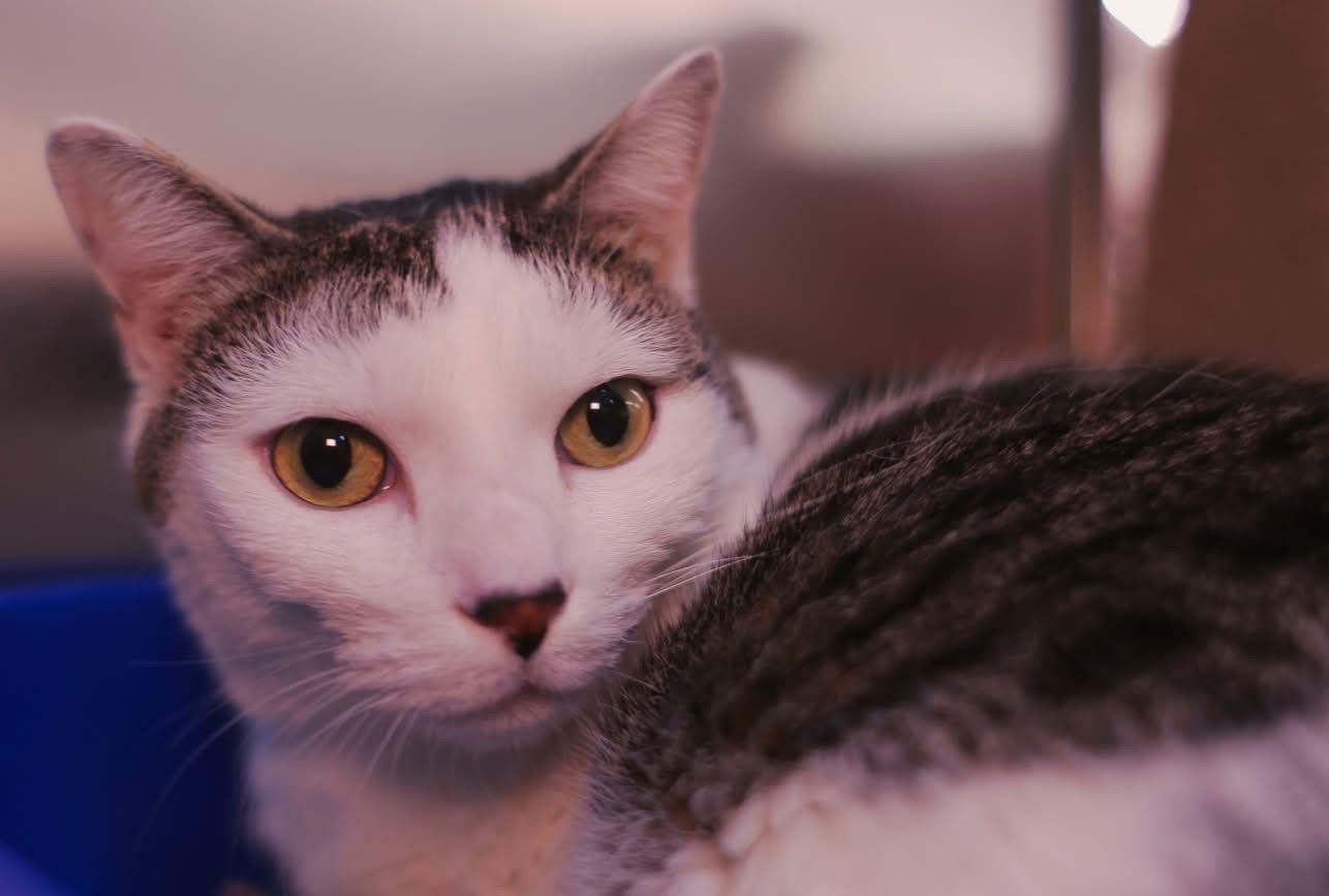 Enlarge Violet, a Adoptable Domestic Short Hair in Salem, MA image 2/3