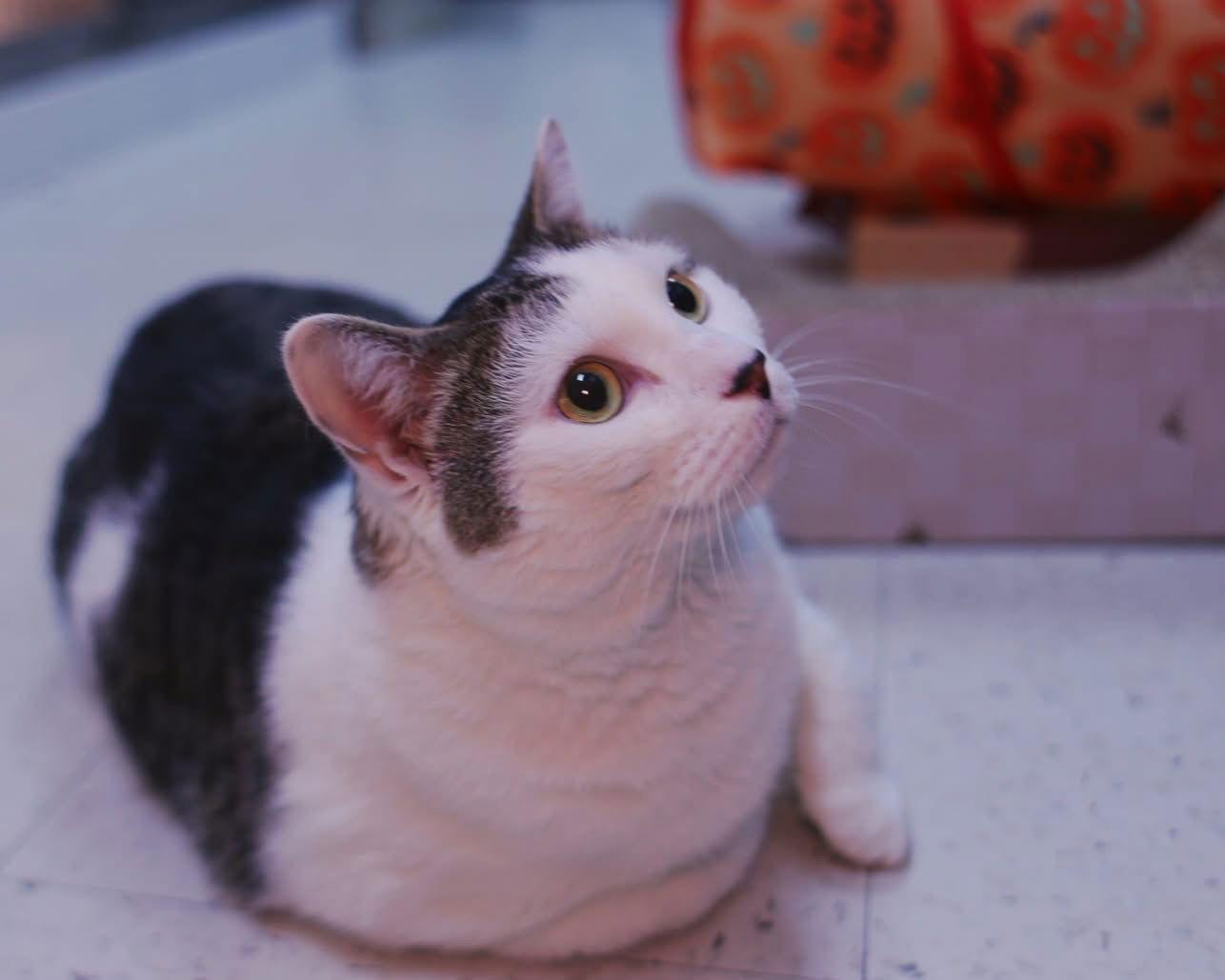 Enlarge Violet, a Adoptable Domestic Short Hair in Salem, MA image 3/3