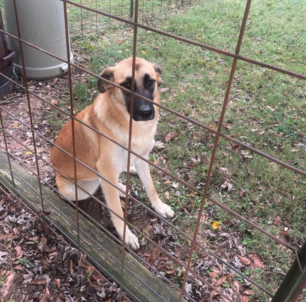 Phoebe, Adoptable, Adult Female Anatolian Shepherd & German Shepherd Dog.