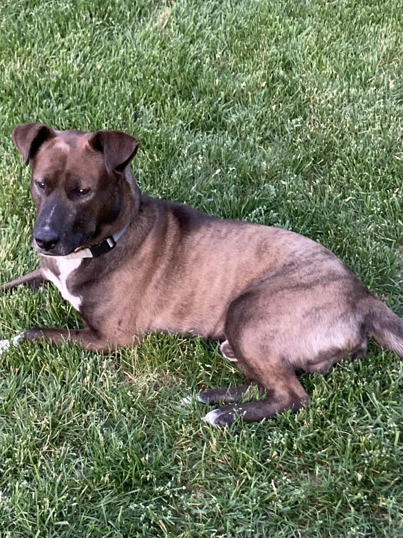 Stewie, a ADOPTABLE mixed breed in Pleasant Ridge, MI image 4/5