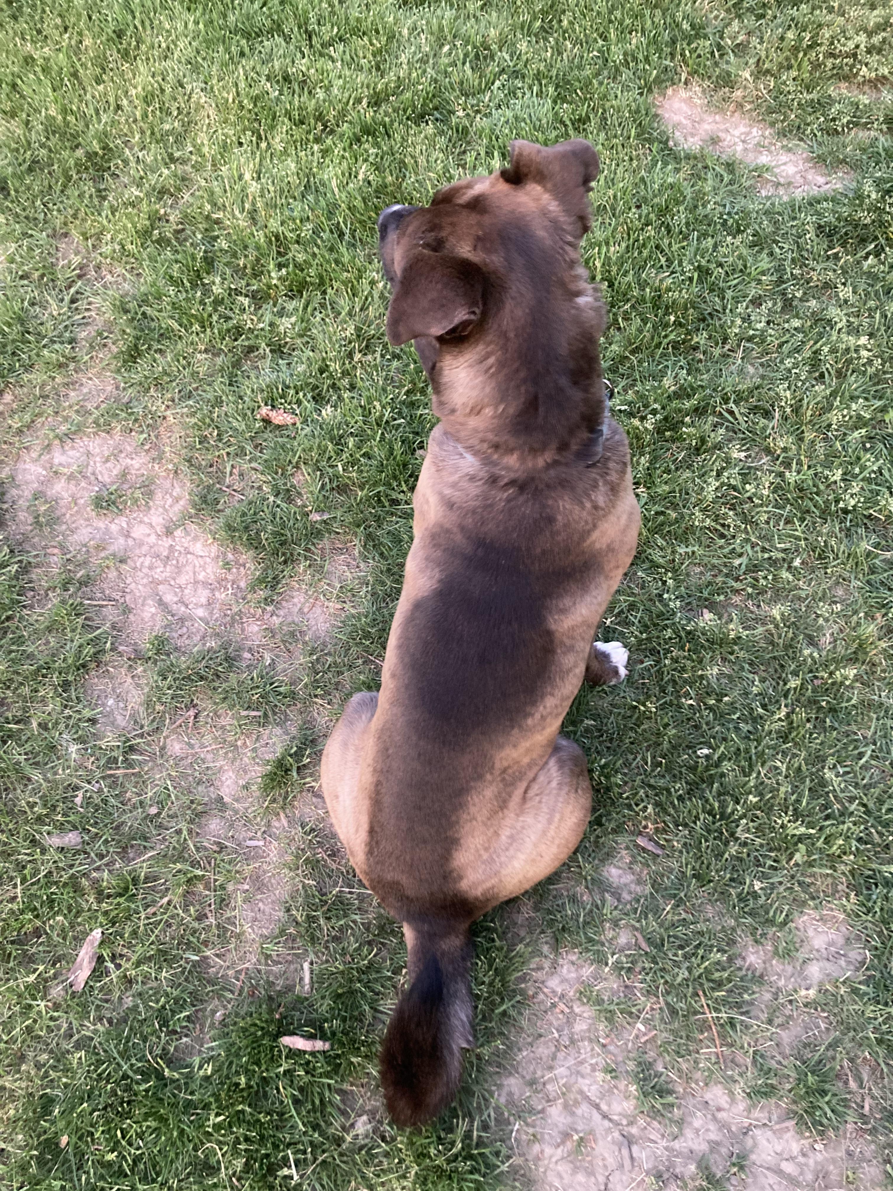 Stewie, a ADOPTABLE mixed breed in Pleasant Ridge, MI image 3/5