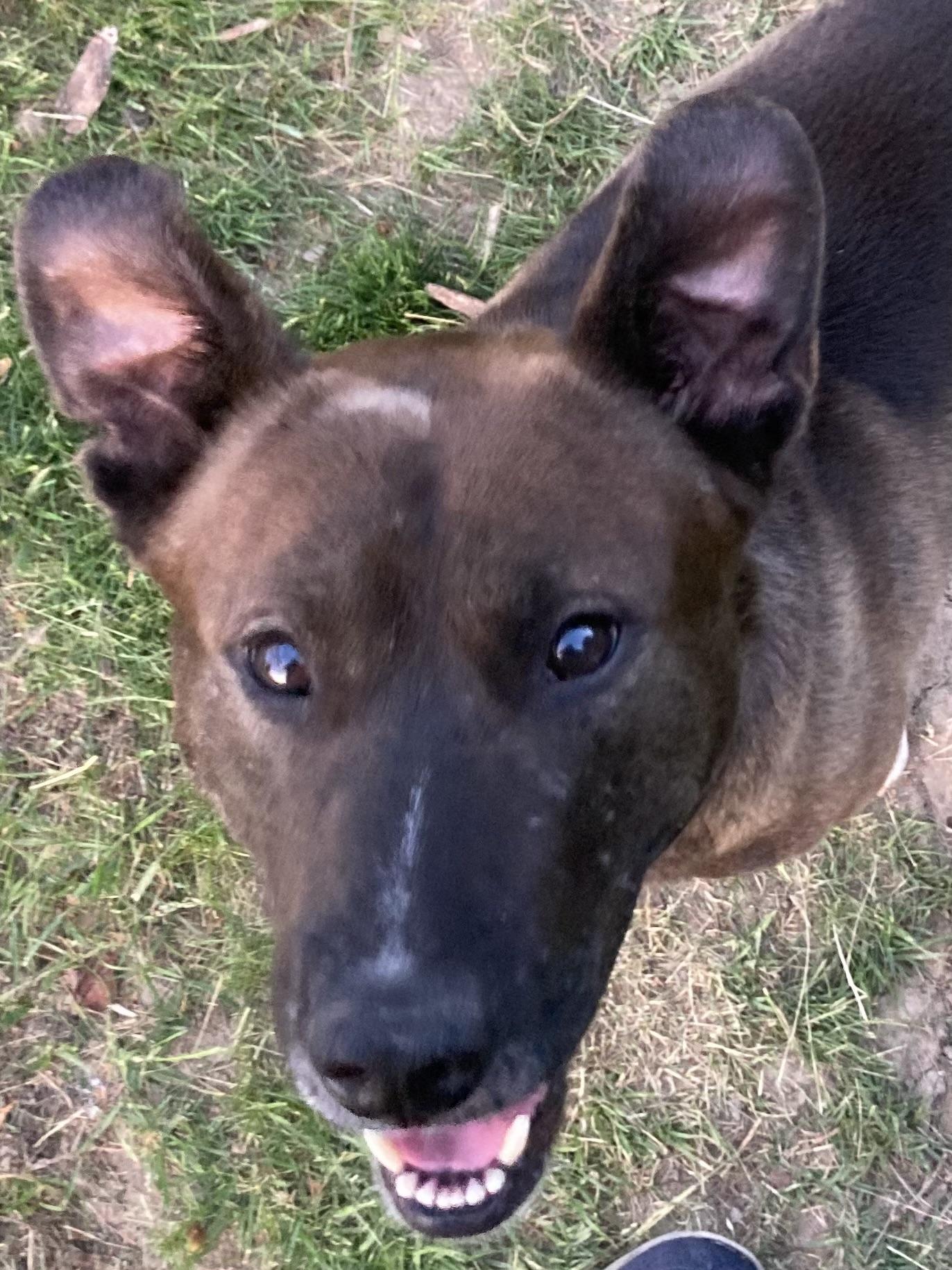 Stewie, a ADOPTABLE mixed breed in Pleasant Ridge, MI image 2/5