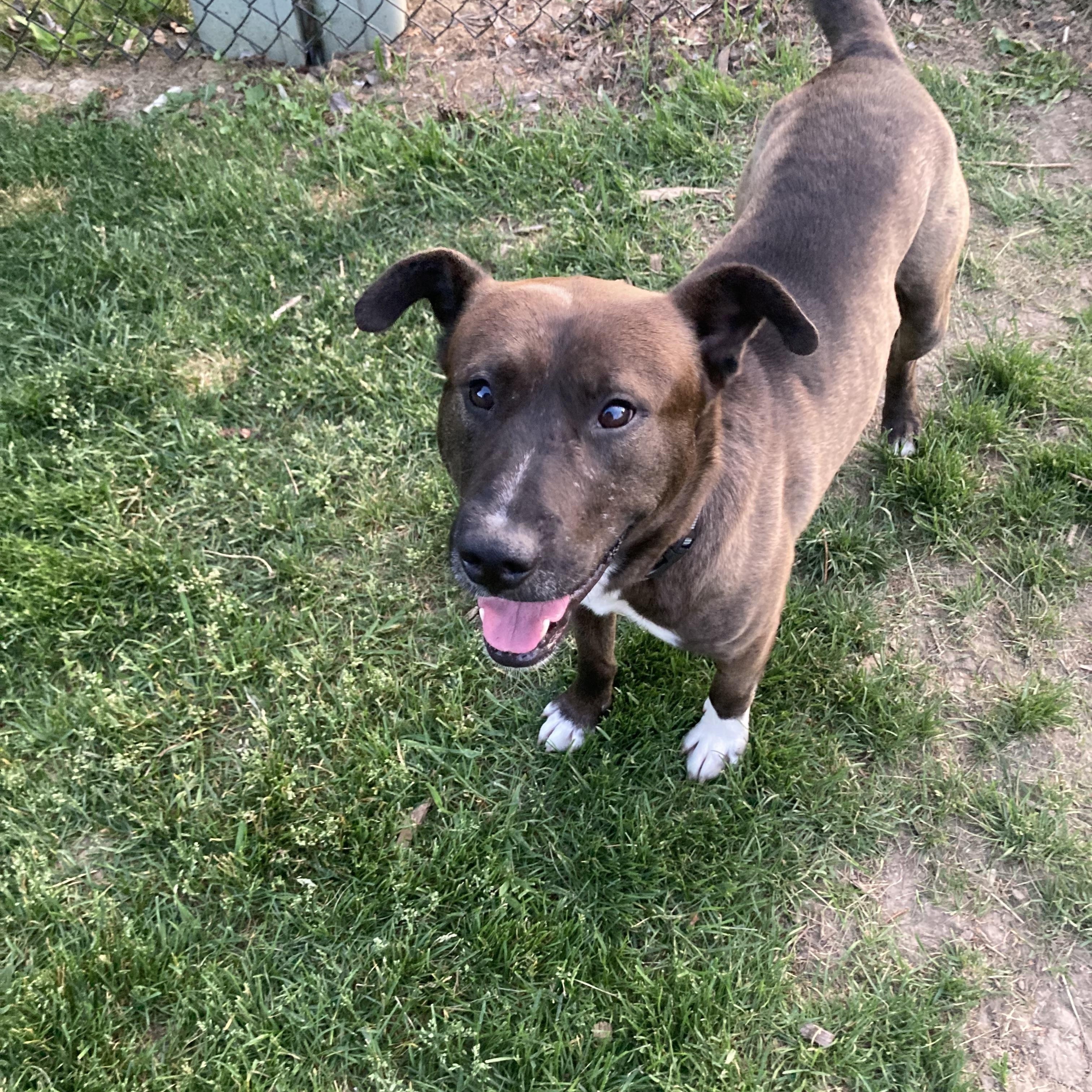 Stewie, ADOPTABLE, Adult Male German Shepherd Dog.
