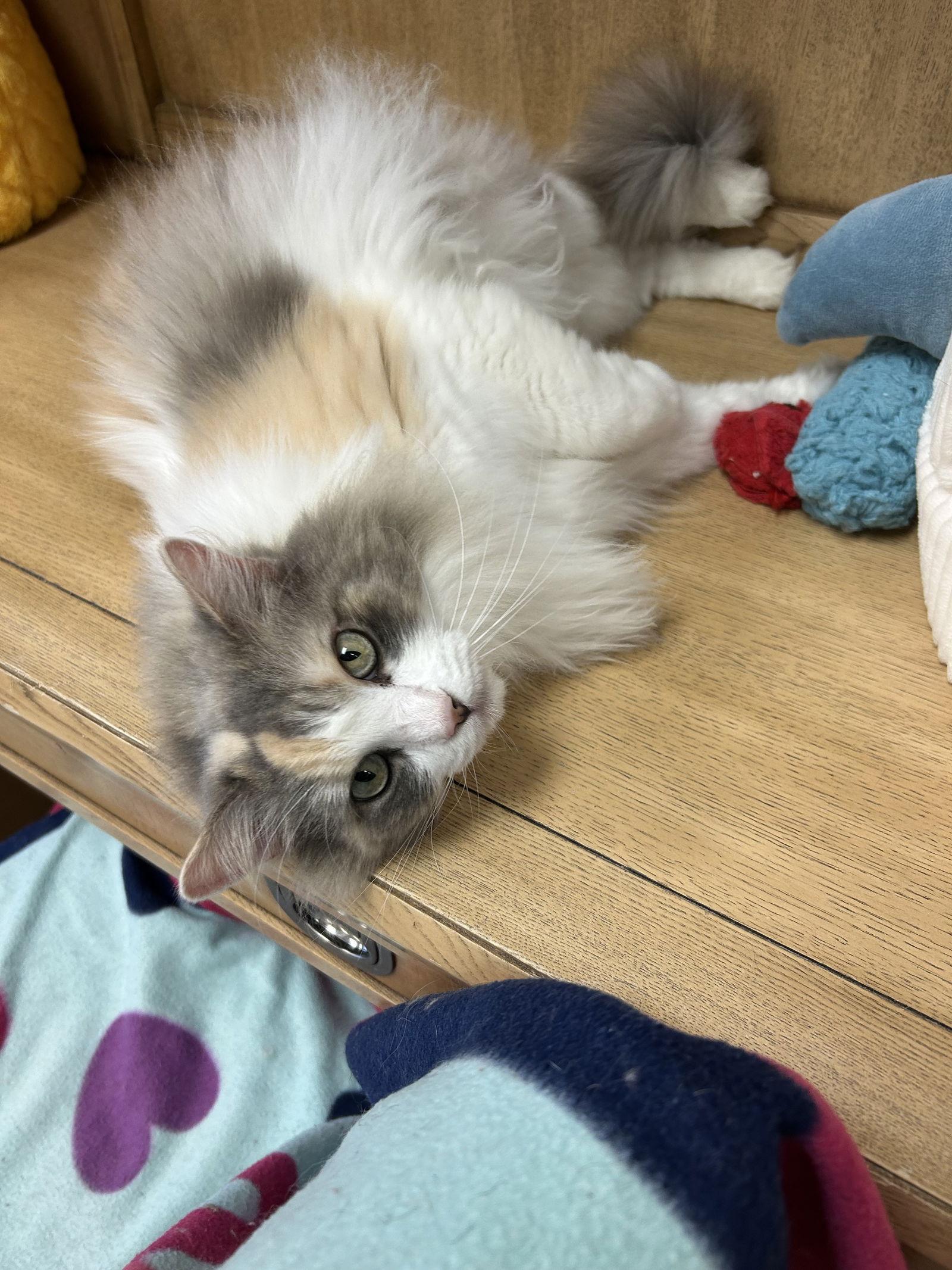 Enlarge Lola, a Adopted Ragdoll in Columbus, OH image 1/3