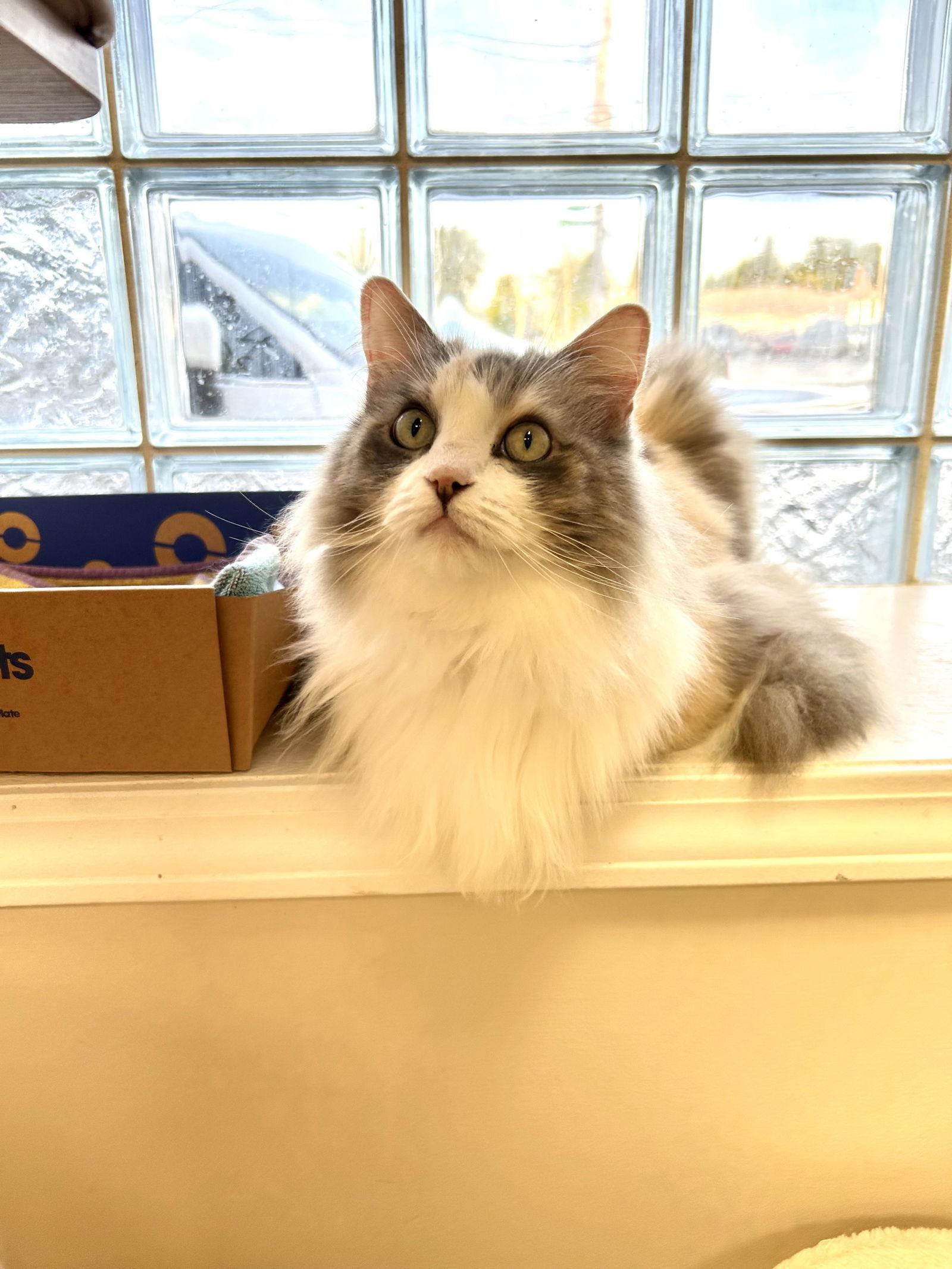 Enlarge Lola, a Adopted Ragdoll in Columbus, OH image 3/3