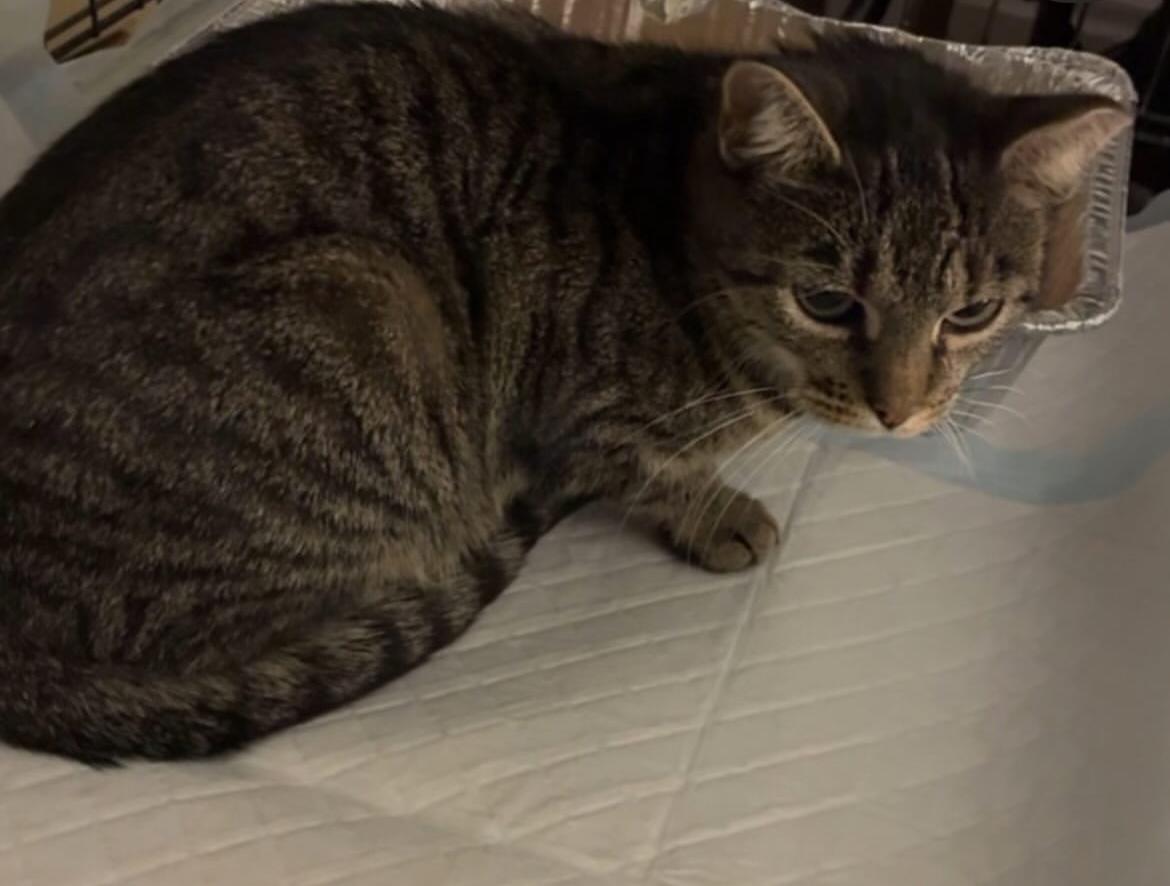 Misha, a ADOPTABLE Domestic Short Hair in Brooklyn, NY image 4/5