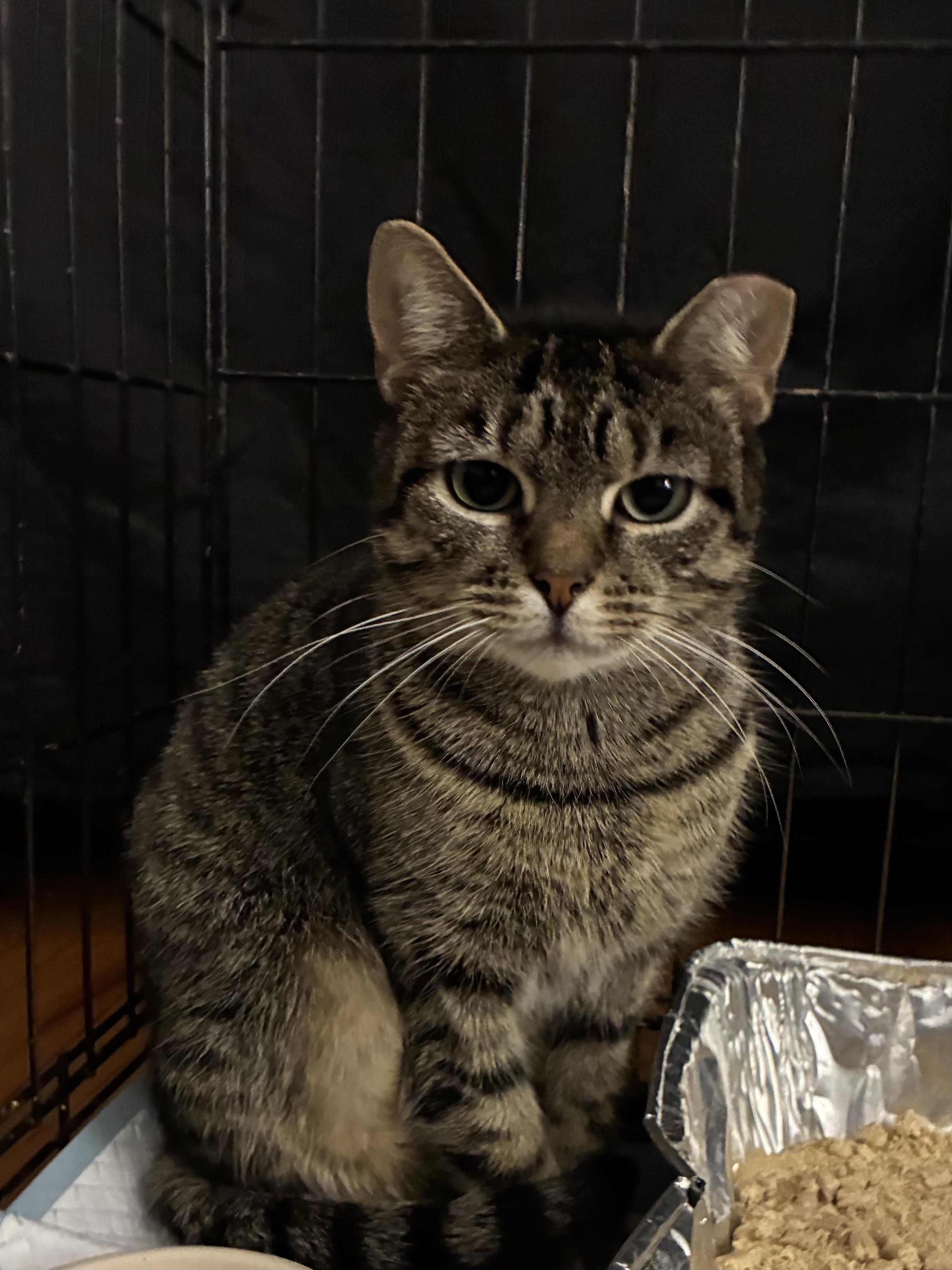 Misha, a ADOPTABLE Domestic Short Hair in Brooklyn, NY image 1/5