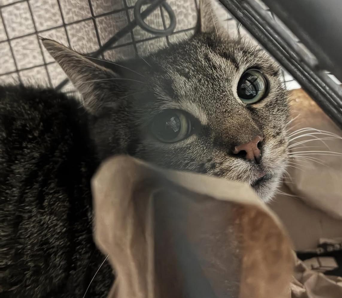 Misha, a ADOPTABLE Domestic Short Hair in Brooklyn, NY image 5/5