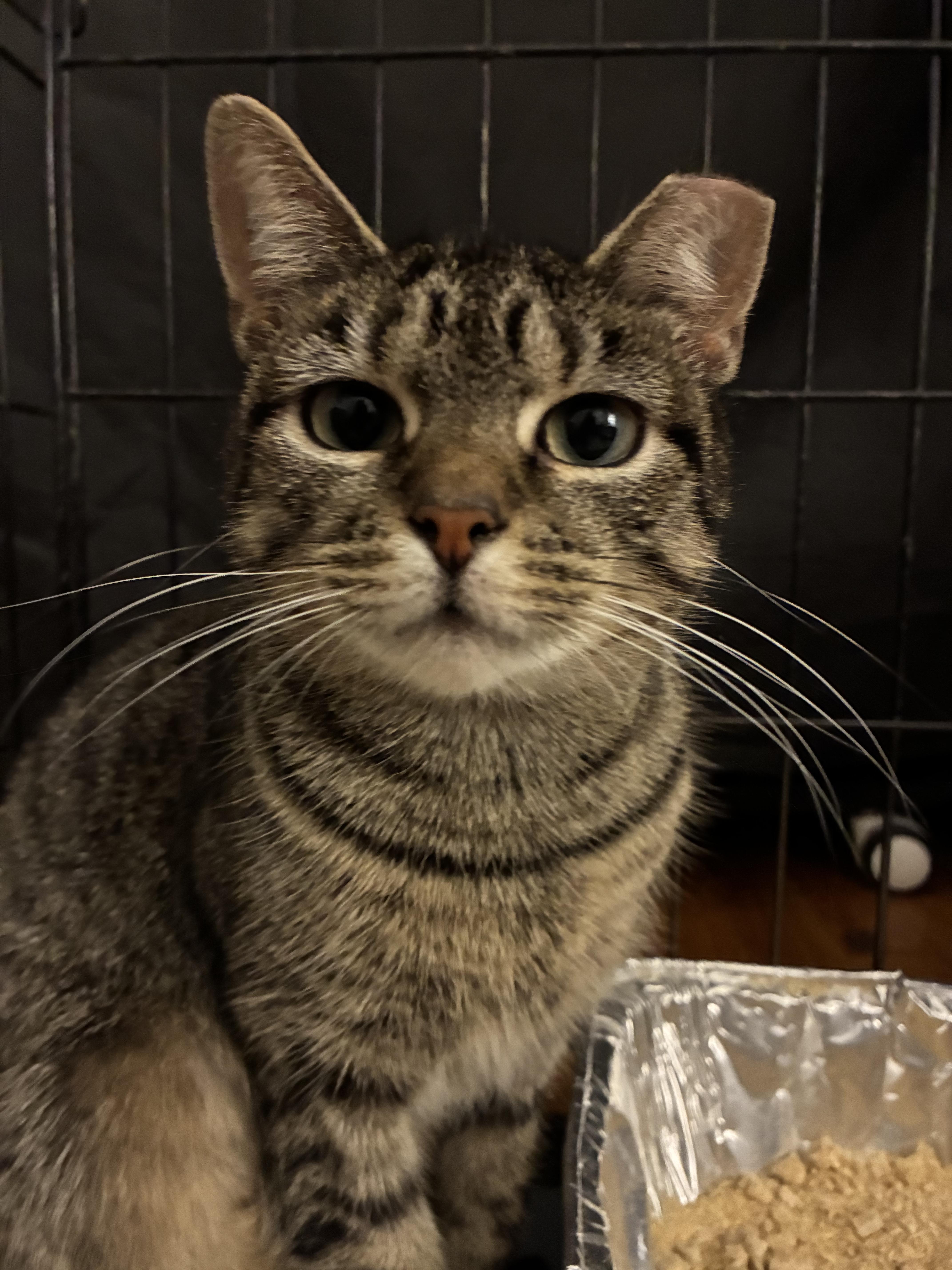 Misha, a ADOPTABLE Domestic Short Hair in Brooklyn, NY image 2/5