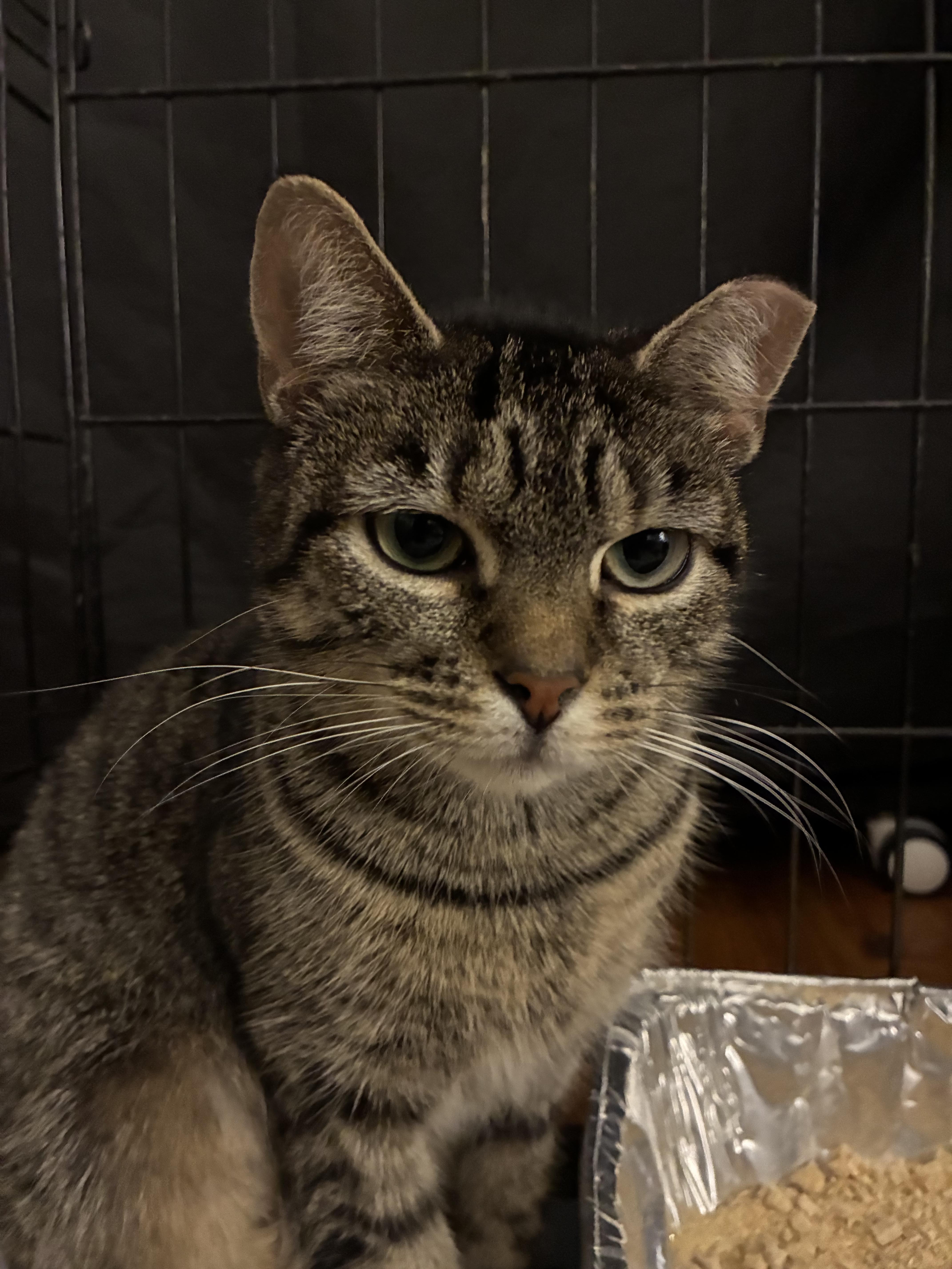 Misha, a ADOPTABLE Domestic Short Hair in Brooklyn, NY image 3/5