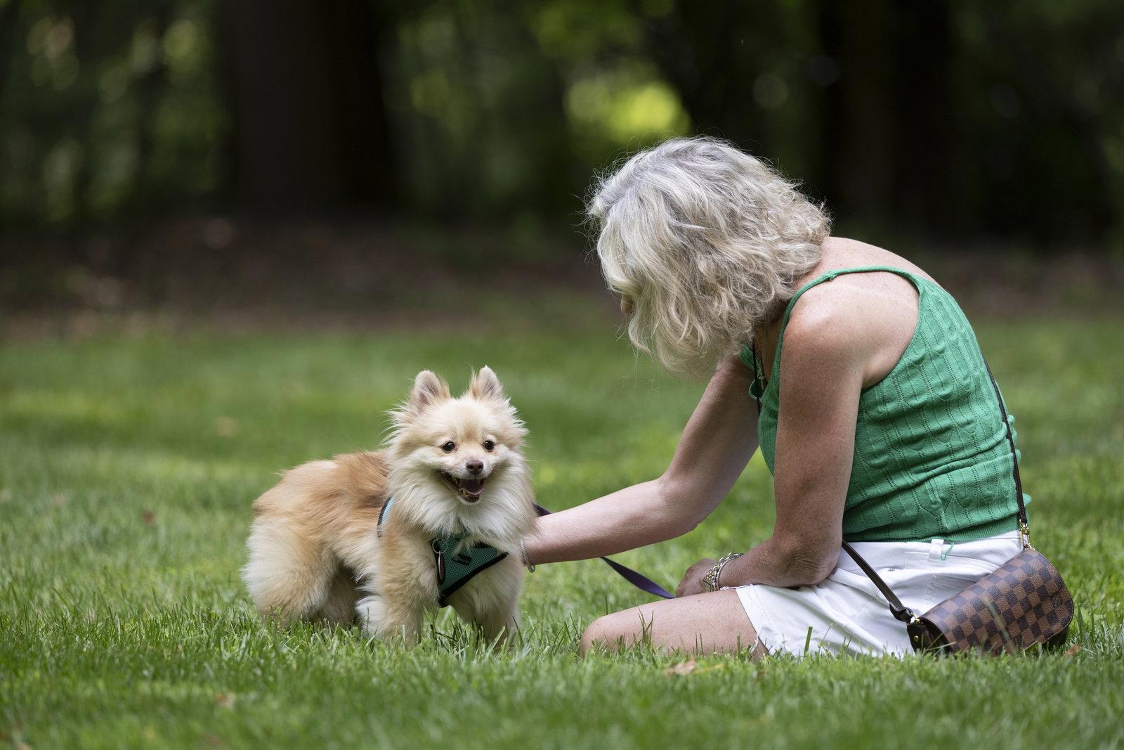 Enlarge Stella, a Adoptable Pomeranian in Arlington, VA image 1/3