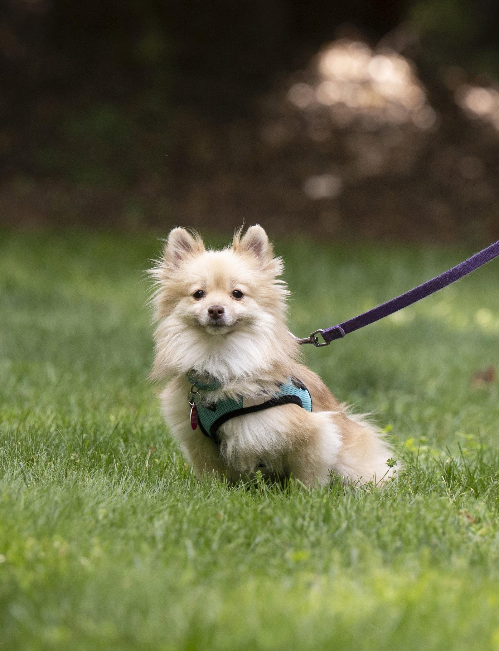 Enlarge Stella, a Adoptable Pomeranian in Arlington, VA image 2/3