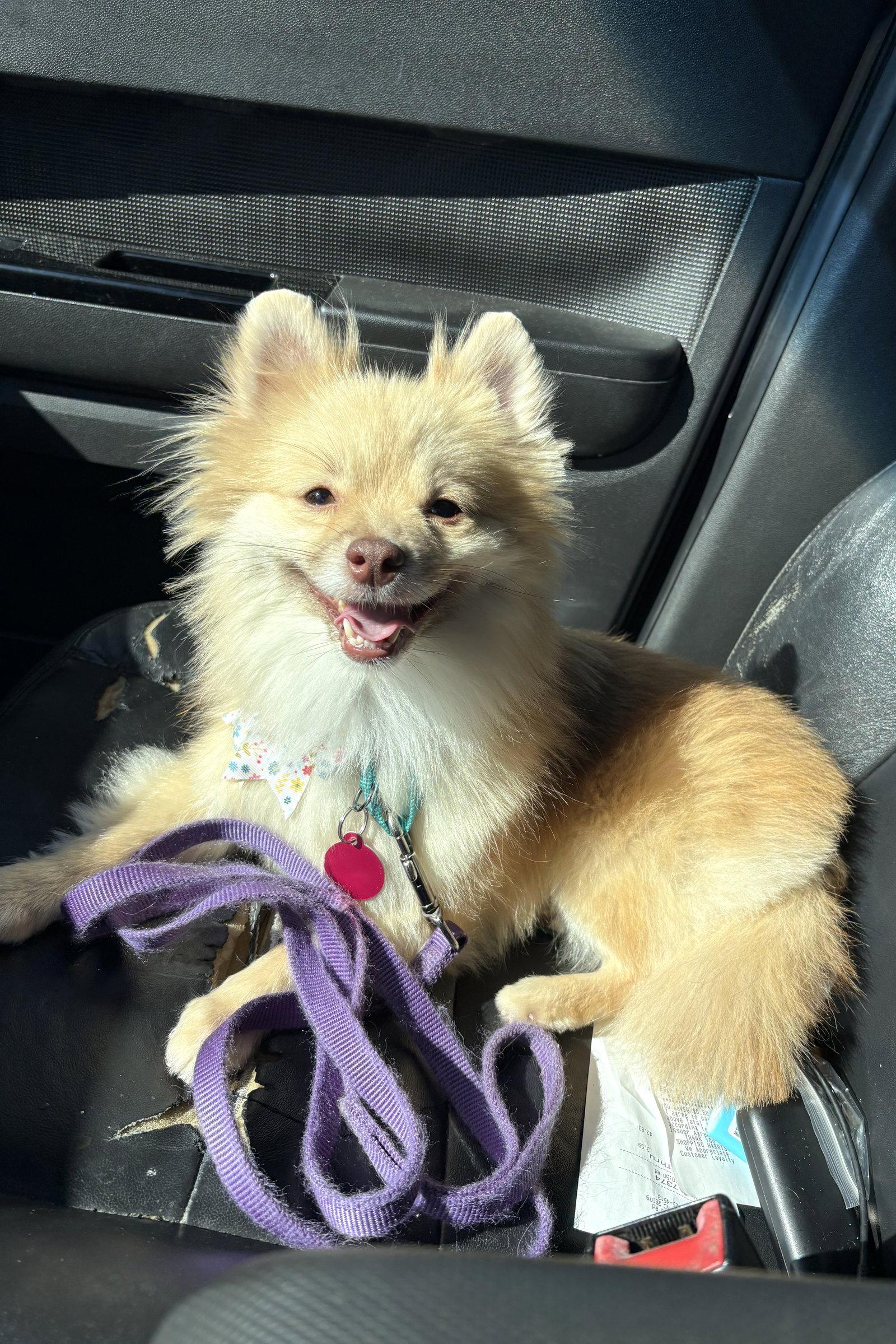 Enlarge Stella, a Adoptable Pomeranian in Arlington, VA image 3/3