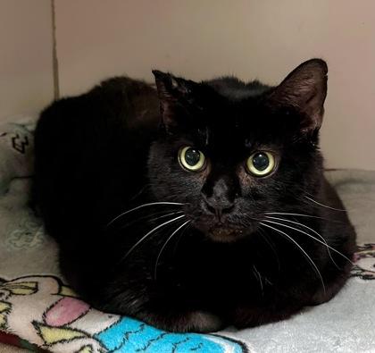 Big Bella, Adult Female Domestic Short Hair