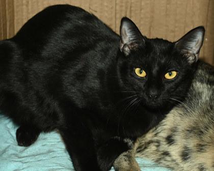 Pom Pom, Adoptable, Young Female Domestic Short Hair.