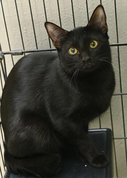 Enlarge Pom Pom, a Adoptable Domestic Short Hair in Baton Rouge, LA image 1/1