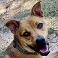 Lady, Adoptable, Adult Female Mixed Breed.