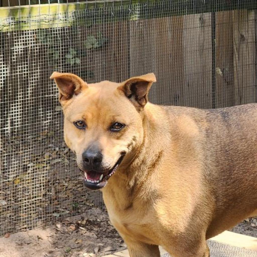 Enlarge Lady, a Adoptable mixed breed in Lexington, SC image 2/3