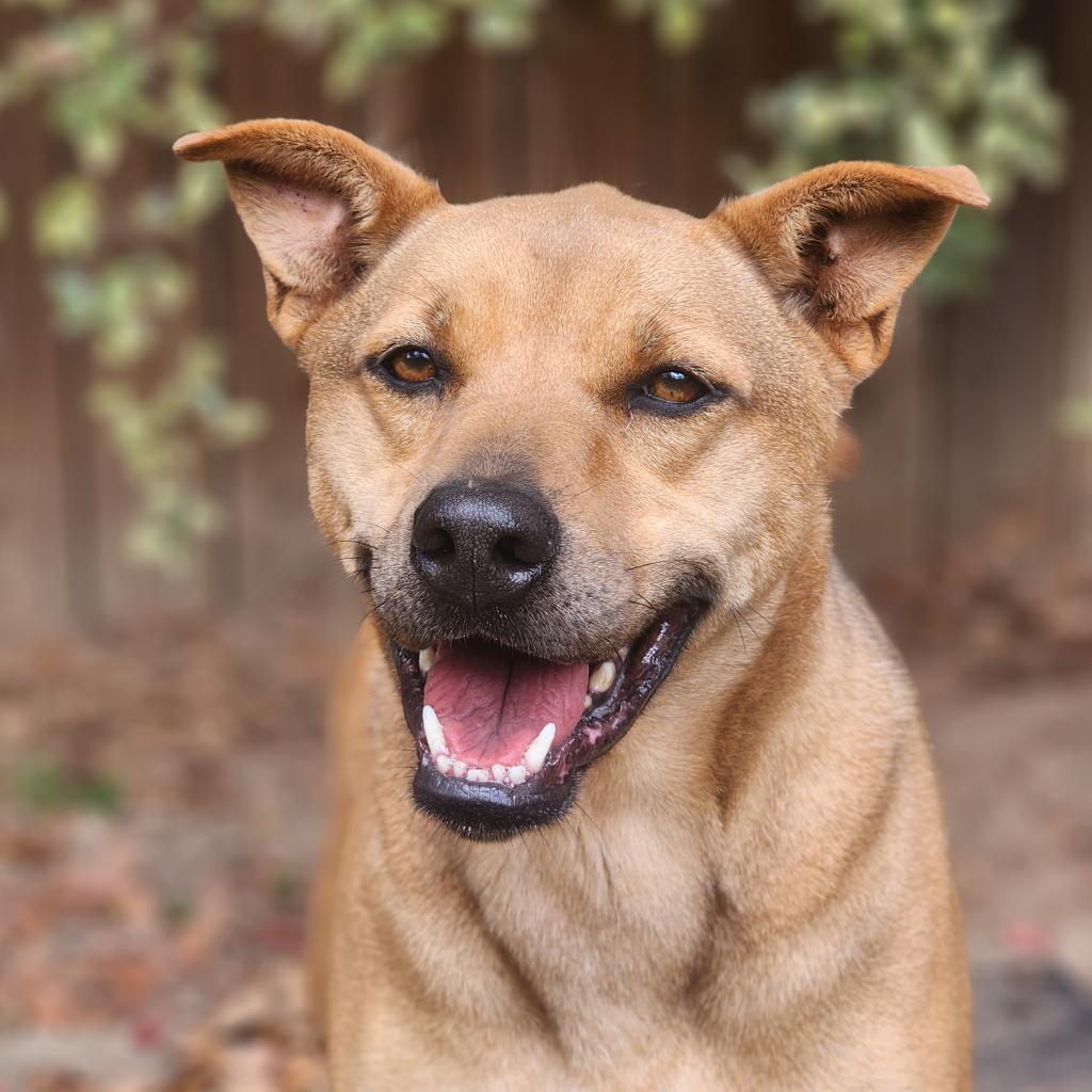 Enlarge Lady, a Adoptable mixed breed in Lexington, SC image 3/3