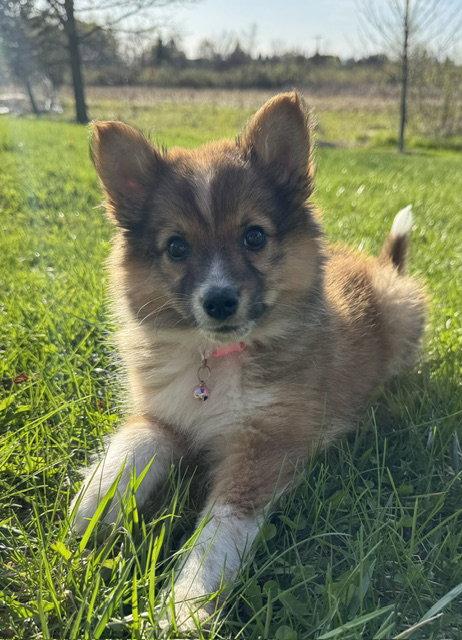 Enlarge **KRYSTAL**, a Adopted Australian Shepherd in North Prairie, WI image 1/2