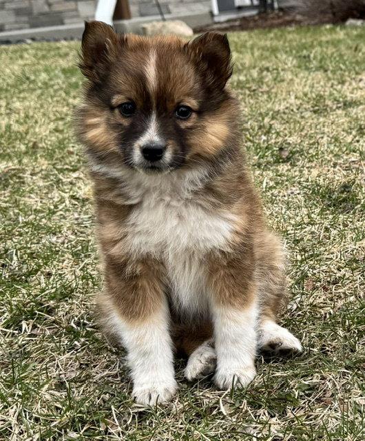 Enlarge **KRYSTAL**, a Adopted Australian Shepherd in North Prairie, WI image 2/2