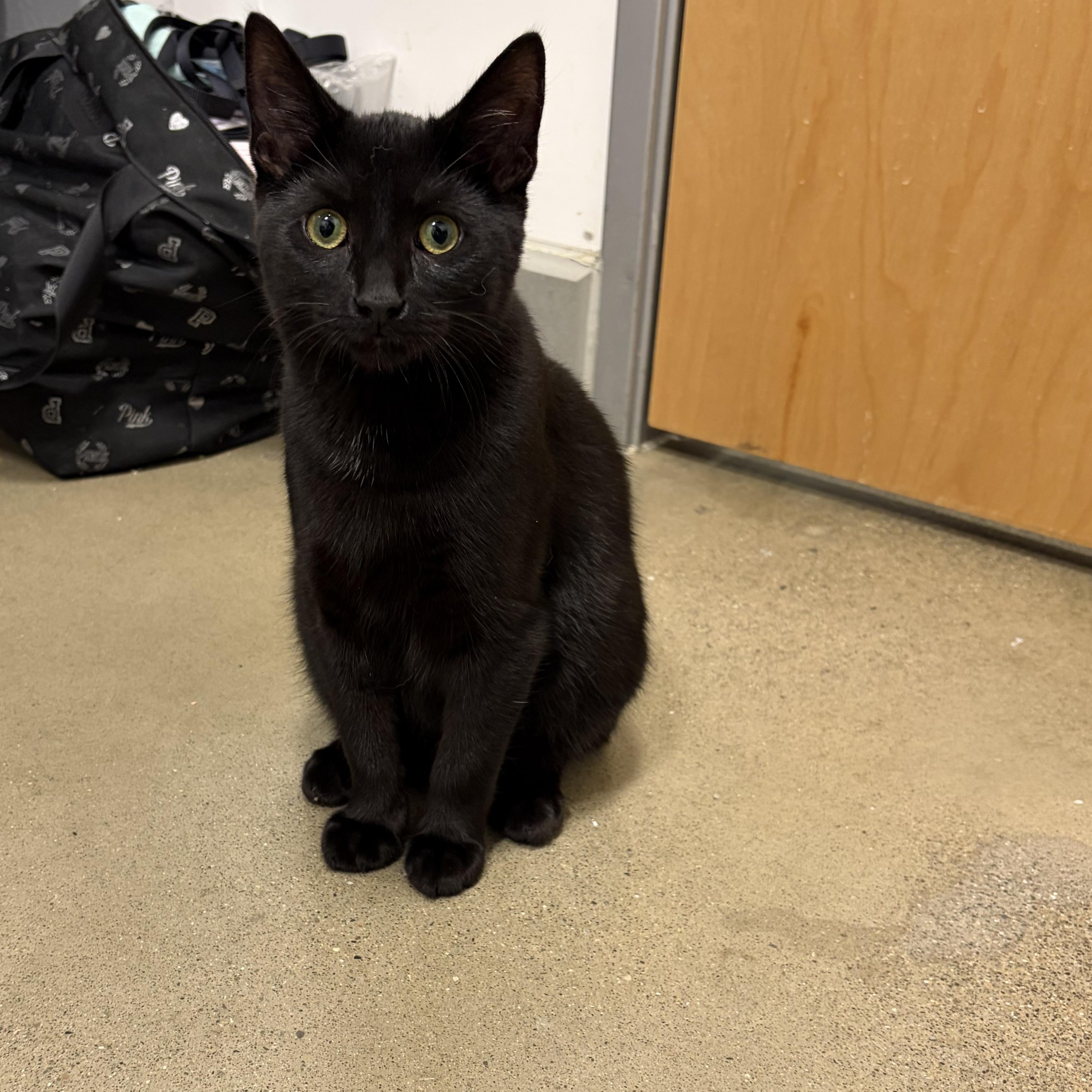 Enlarge Othello, an adopted Domestic Short Hair in Columbus , OH image 6/6