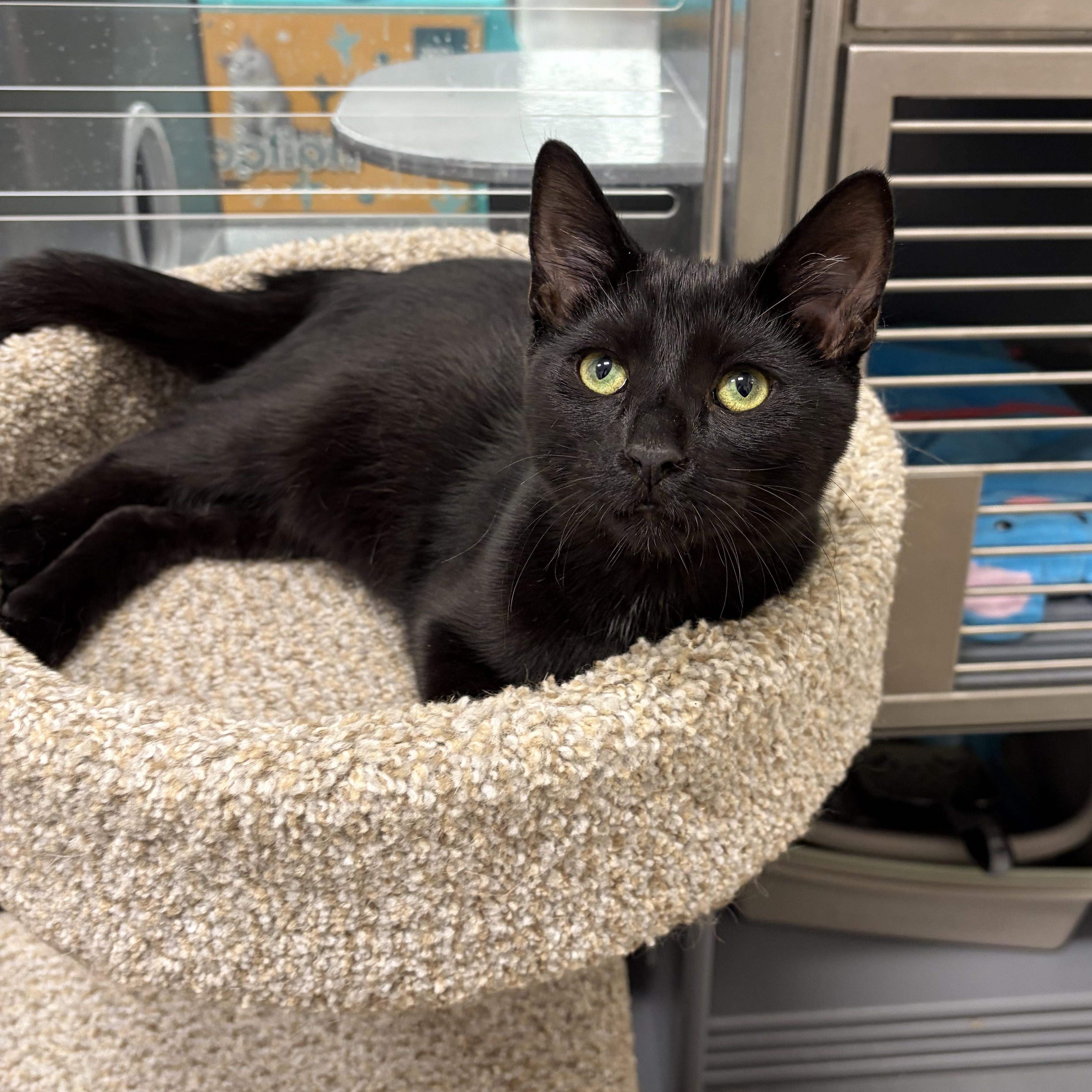 Enlarge Othello, an adopted Domestic Short Hair in Columbus , OH image 5/6
