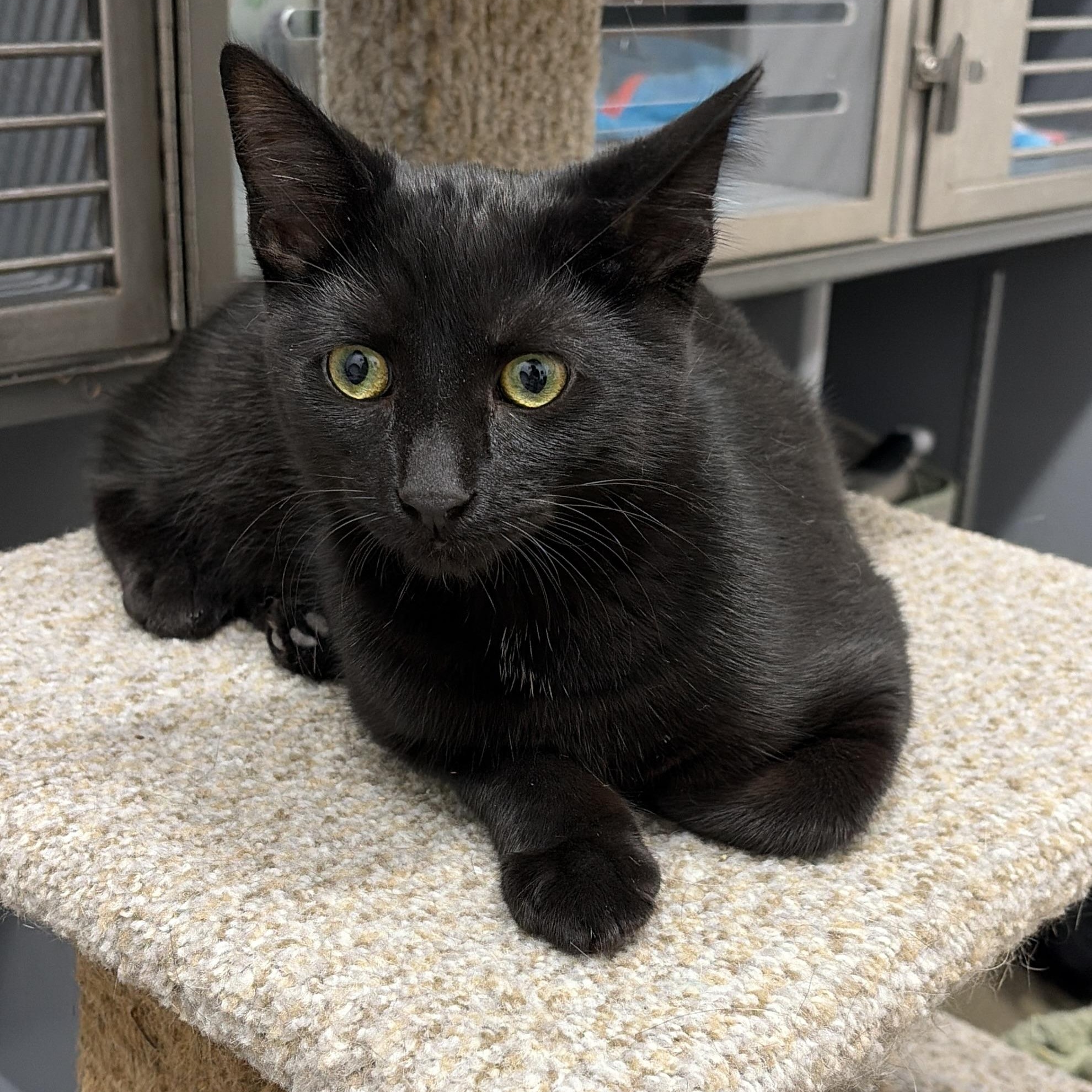 Enlarge Othello, an adopted Domestic Short Hair in Columbus , OH image 2/6